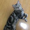 猫咪爱游戏