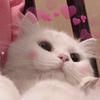 猫猫老师