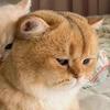 🌈黑猫警长