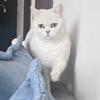 丸子的猫条
