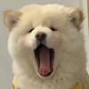 袁不溜秋