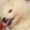 白色猪猪