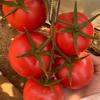 顺盈种苗～杉杉