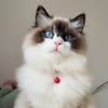 小熊猫 憨憨
