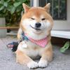 迷死他、回伯（互努力）