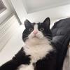奶牛猫连抱抱