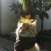 枝⼀