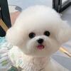 圆圆不是胖