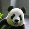 ☘️迷糊
