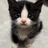 奶牛猫招财