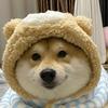 会吐舌头的柴犬
