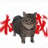 猫meme离谱剧场