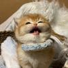 超级大胖咪（出🐱）