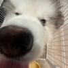 恩比不是笨笨
