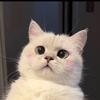 小猫咪🐱