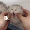 顽皮豹的矮脚猫