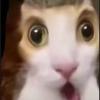 惊讶小猫（大家天天开心）