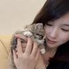 可爱米努特拿破仑猫多少钱一只（售🐱猫）