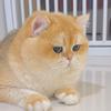 🐱边角料🐱饲养员🐱