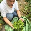 小刚家的茶