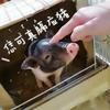 人间.小苦瓜