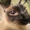 糙哥说养猫