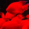 乐享水族生活专门店