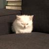 猫吒