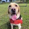 导盲犬拿铁