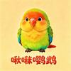 啾咪鹦鹉