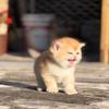 多福小院的猫