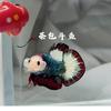 茶包泰国斗鱼（看鱼进群）