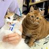猫咪映画