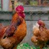 佳佳聊养鸡