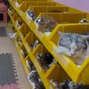 无恙的猫咪小院