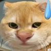 元气猫咪锅德缸