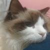 猫军师