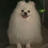 懒懒的十三姨