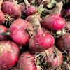 水果洋葱