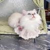 猫舍主理人