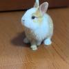 一只小兔🐰