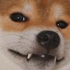 皮锤锤