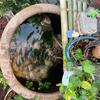 小董哥～造园