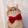 猪猪咪.