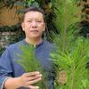 🌿苗疆圣草🌿土妙方
