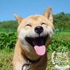 大宝推书