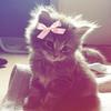vvkittyii