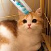 猫妈妈和小奶喵的幸福生活