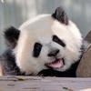 虫洞大熊猫