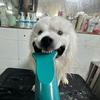 小型犬成长记